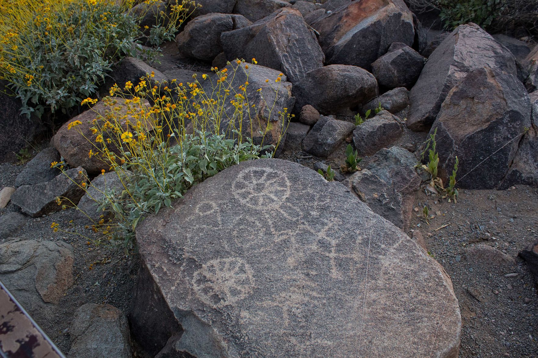 Signal Hill at Saguaro National Park